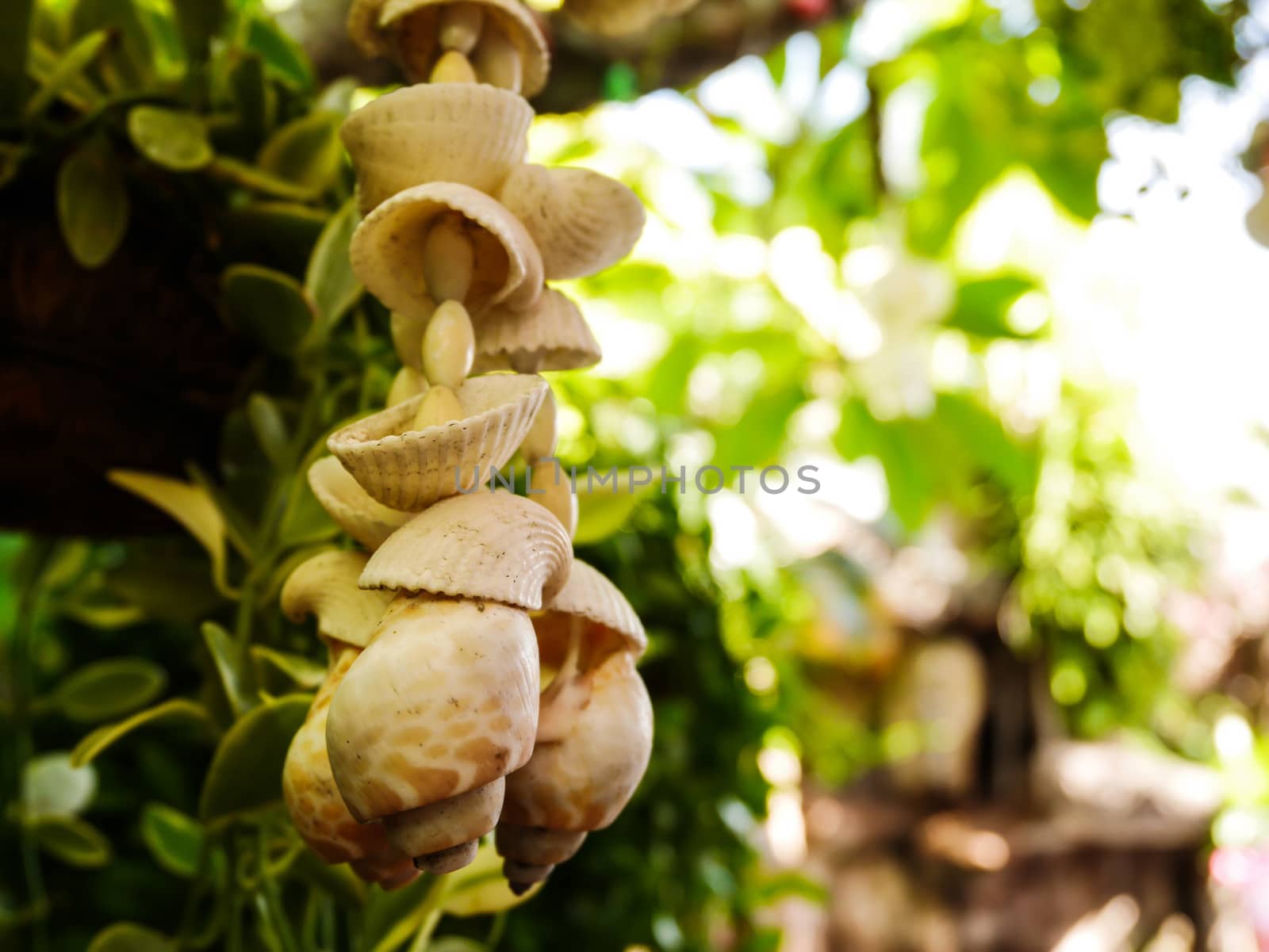 Close up shell mobile on blur background