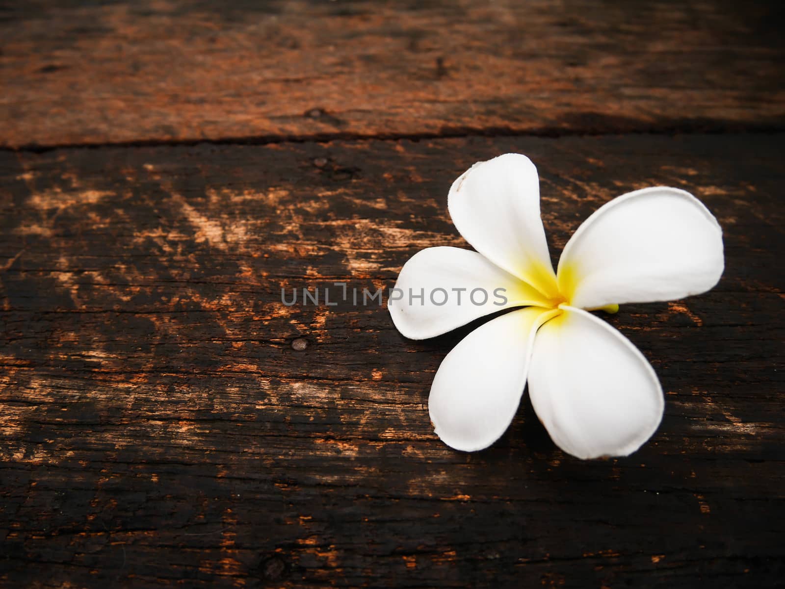 Close up white plumeria flower on wood board with copy space