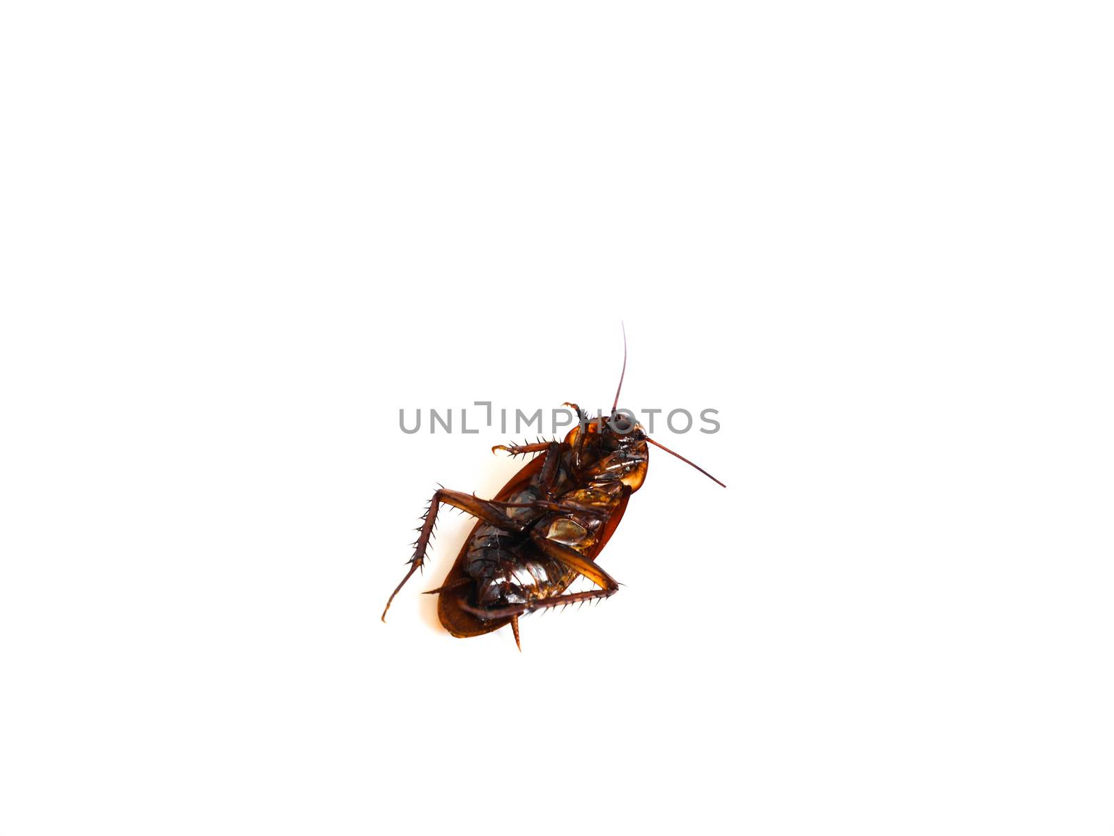 Cockroach dead on isolated white background with copy space