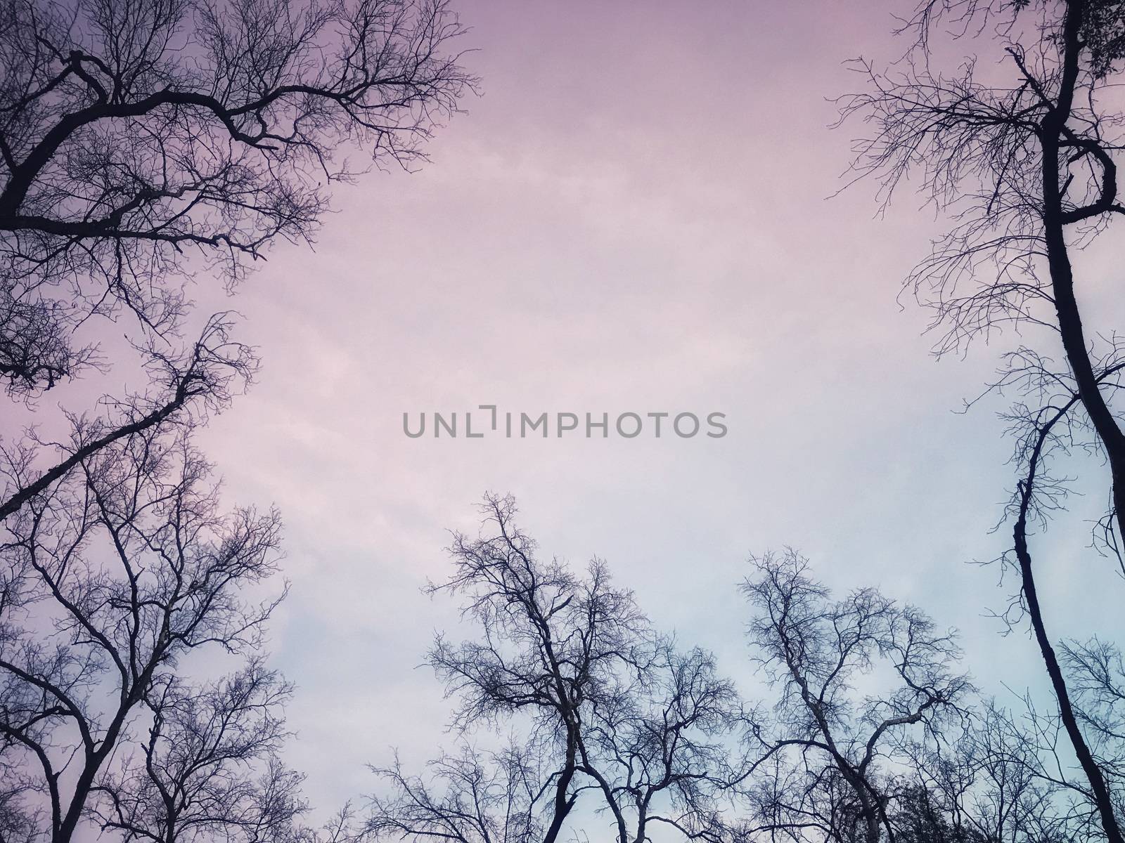 Beautiful mangrove forest on purple sky background with copy space