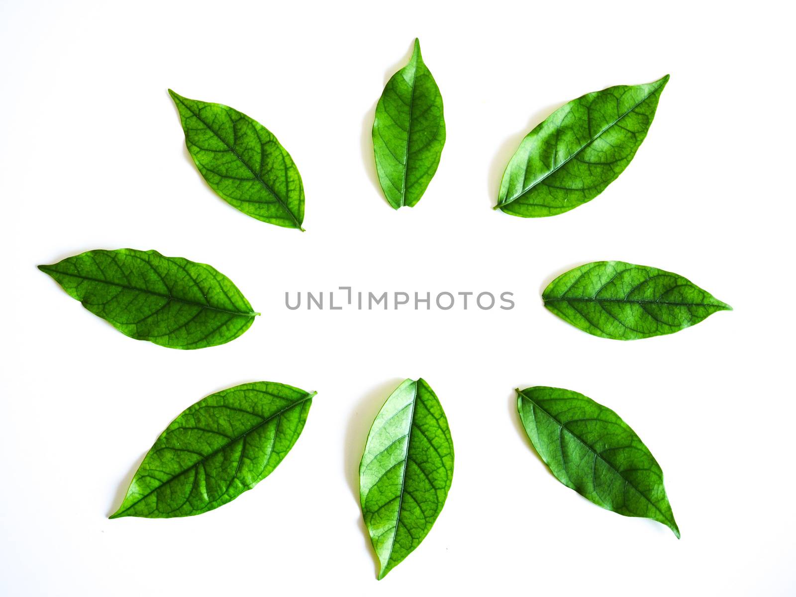 Close up circle green leaf on isolated white background