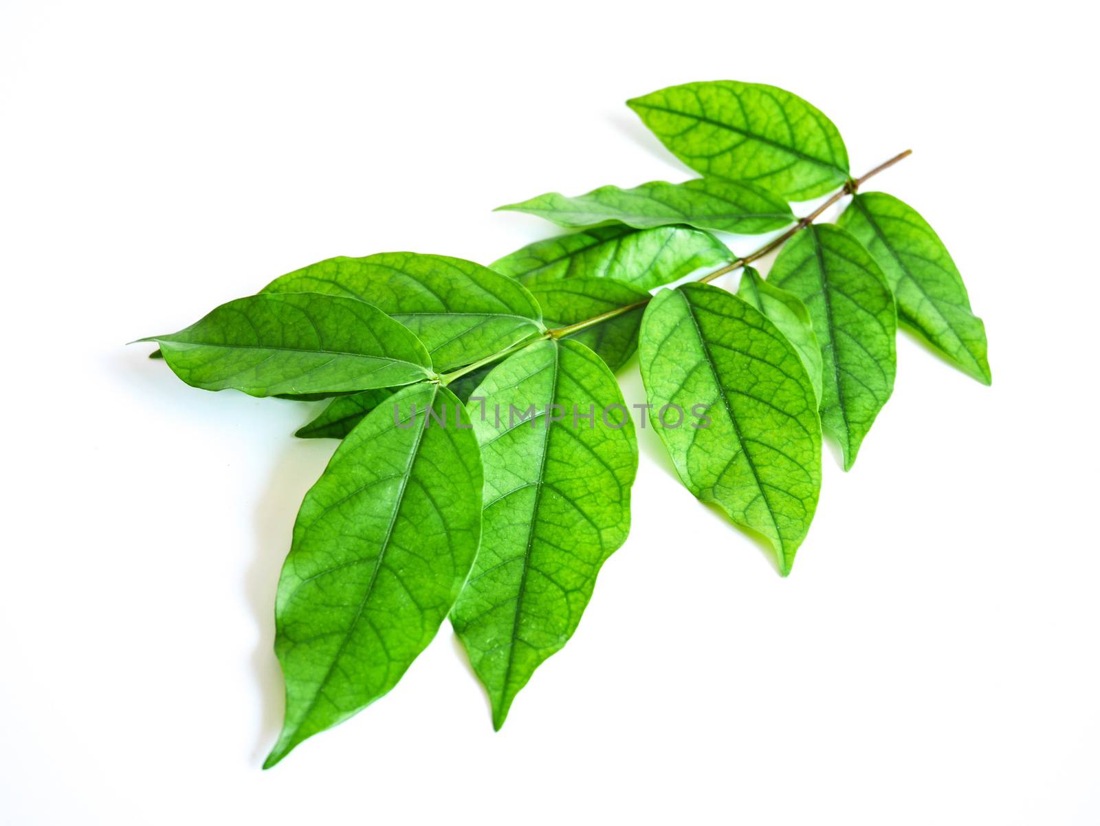 Close up green leaf on isolated white background