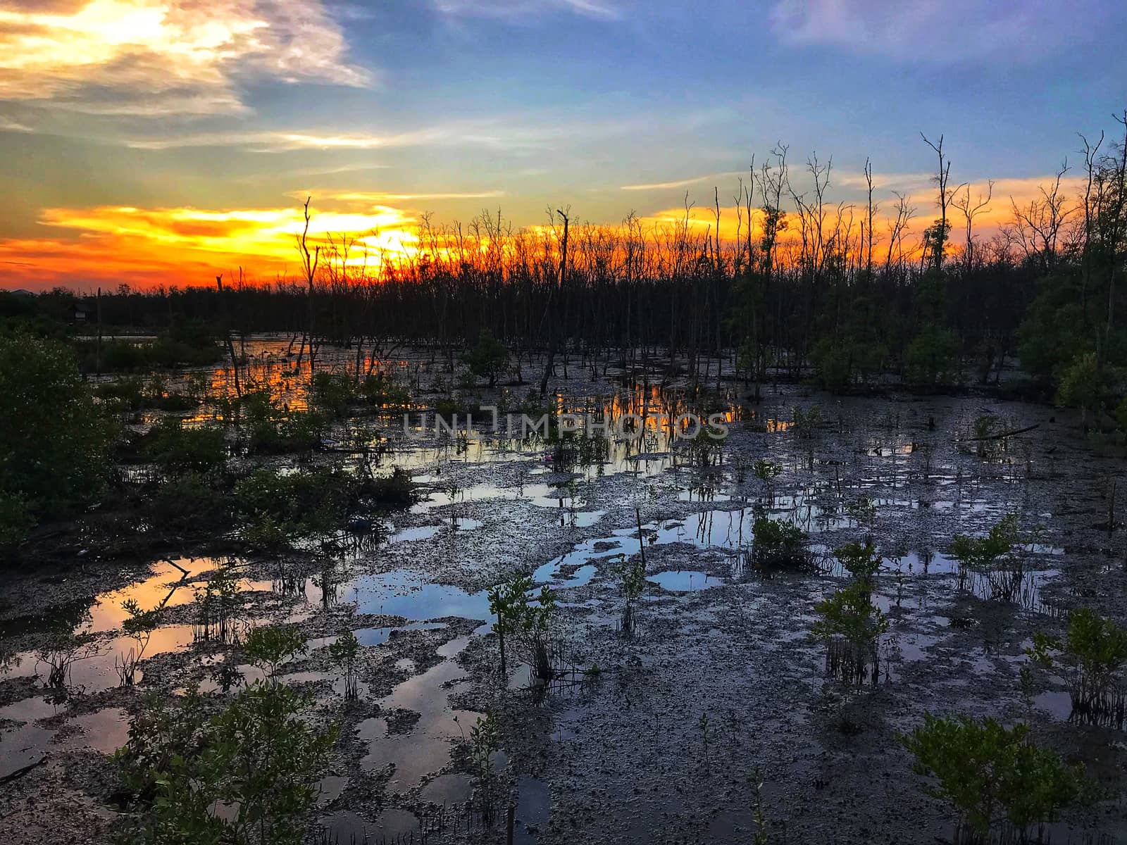 Beautiful sunset, cloud, dusk sky, silhouette in mangrove forest