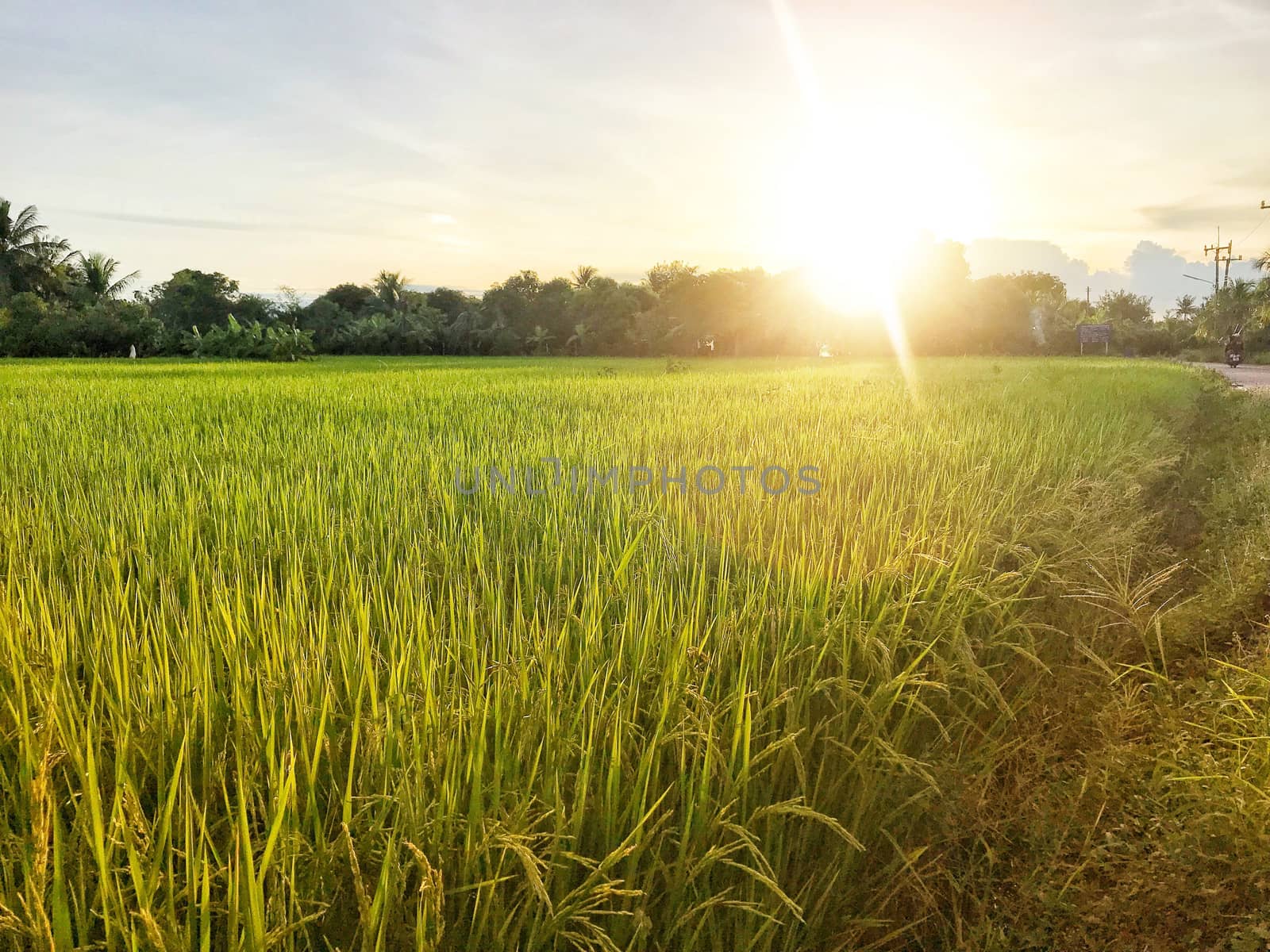 Beautiful golden rice field, ridge and light flare