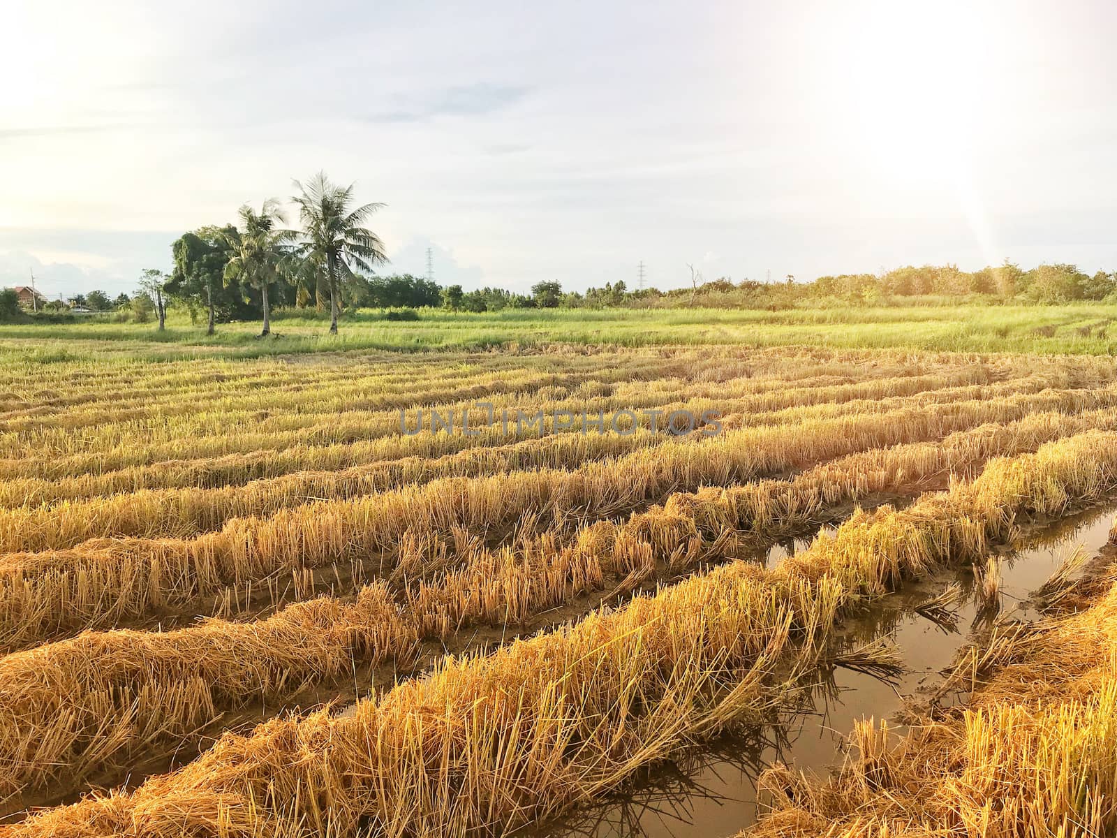 Golden rice field, ridge and light flare