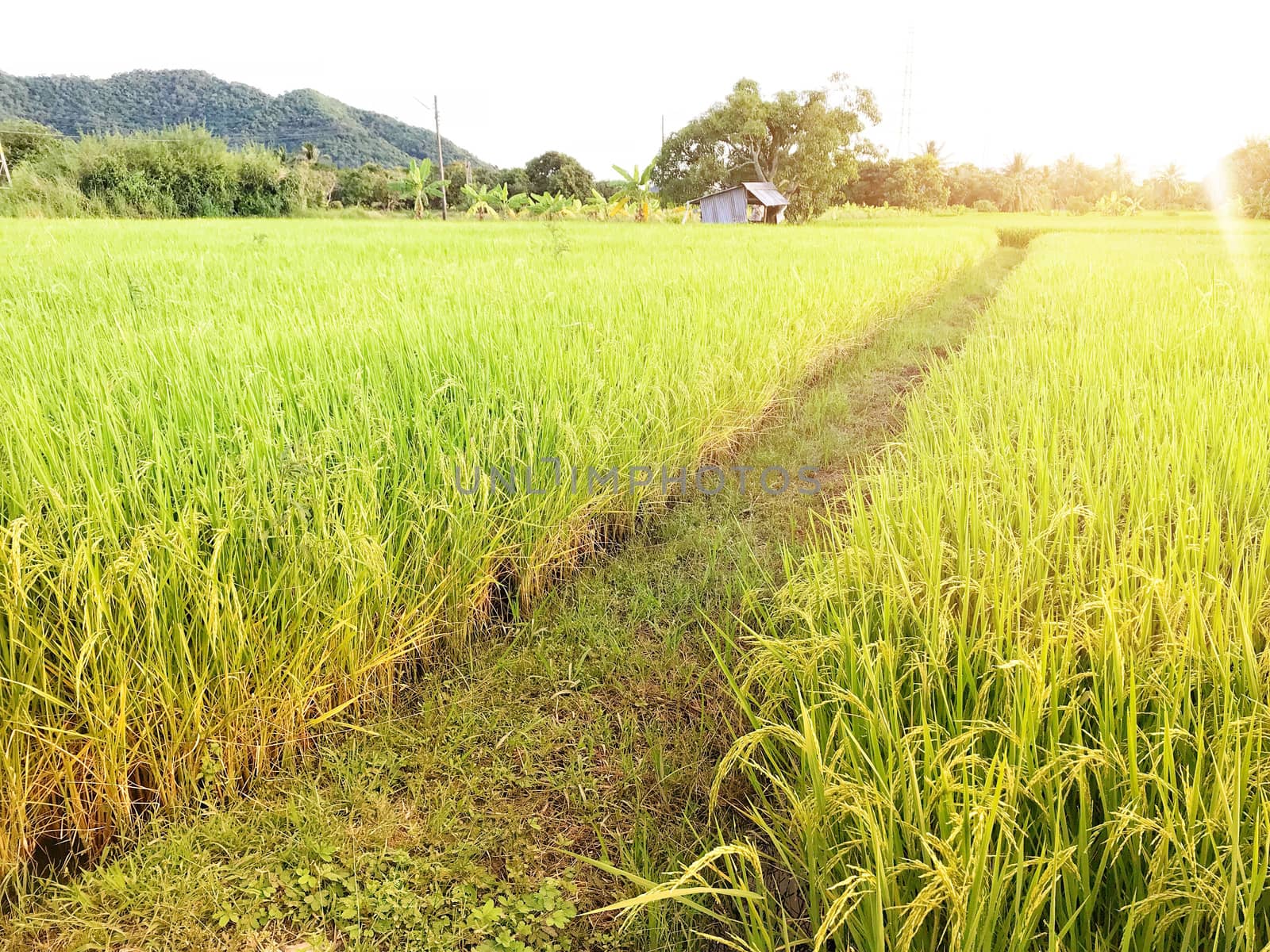 Beautiful golden rice field, ridge and light flare