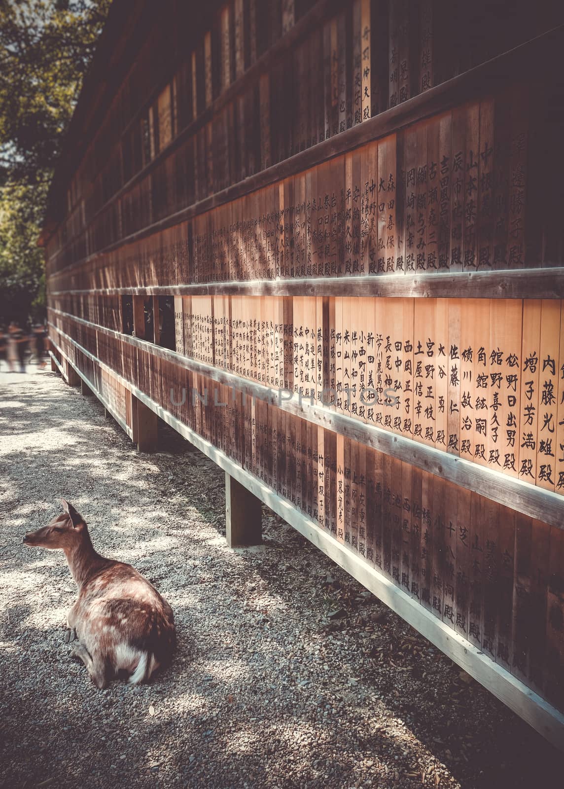 Deer in front of Wooden tablets, Nara, Japan by daboost