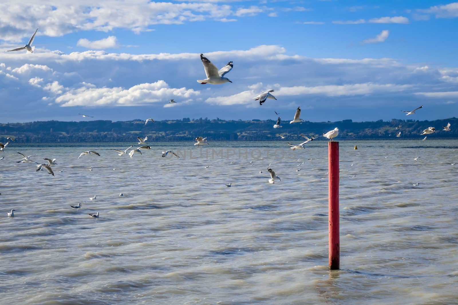 Seagull on red stake, Rotorua lake landscape, New Zealand