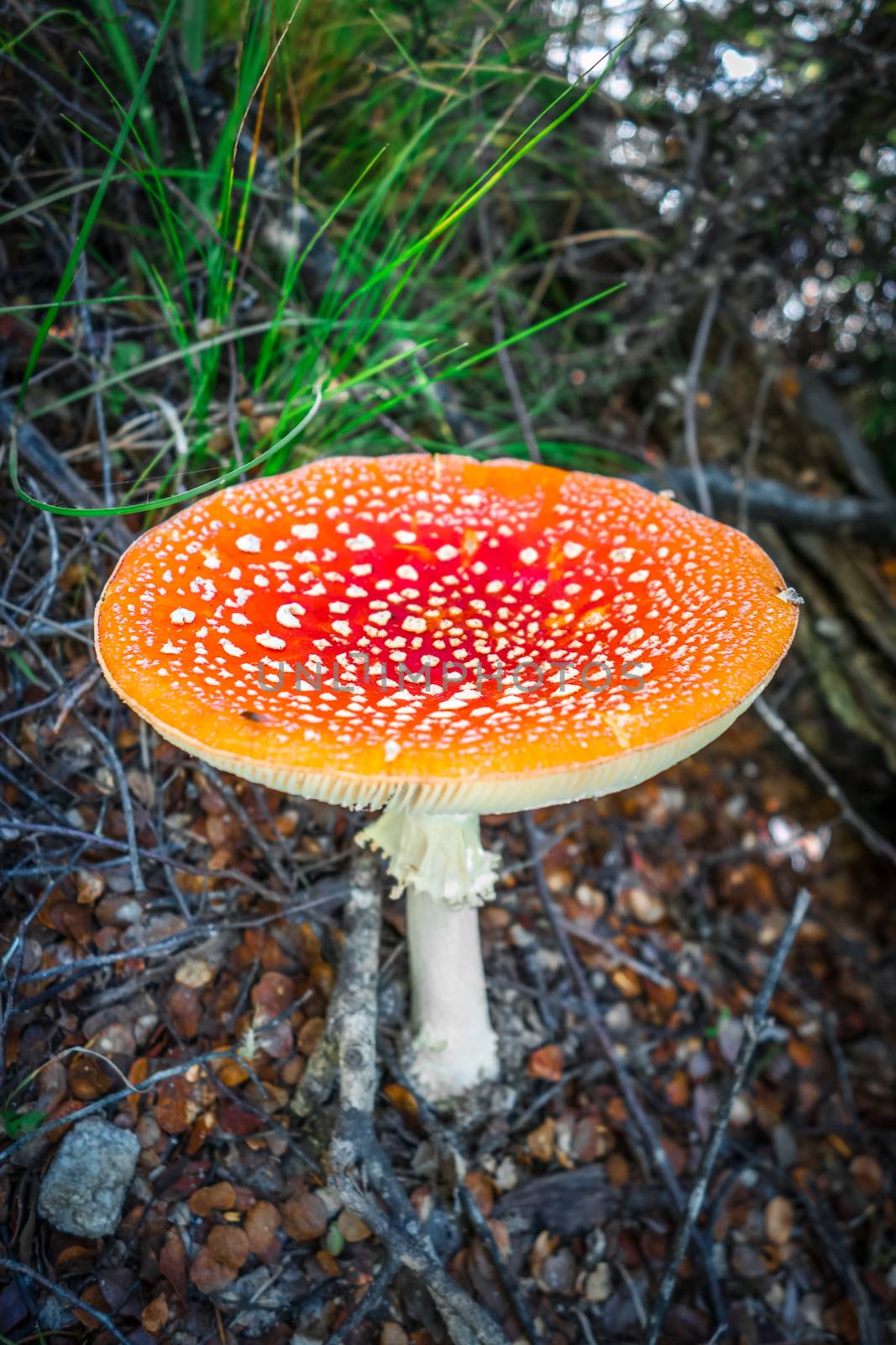 Amanita muscaria. fly agaric toadstool mushroom. Close-up view