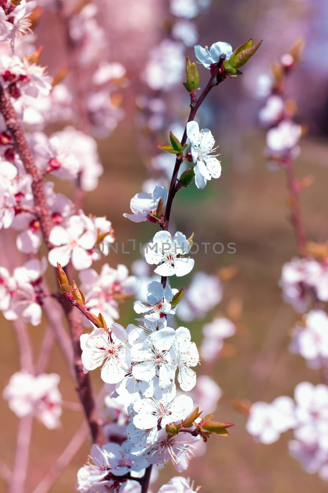 Postcard of fresh blossom flowers on spring cherry tree close-up on colourful bokeh blur background