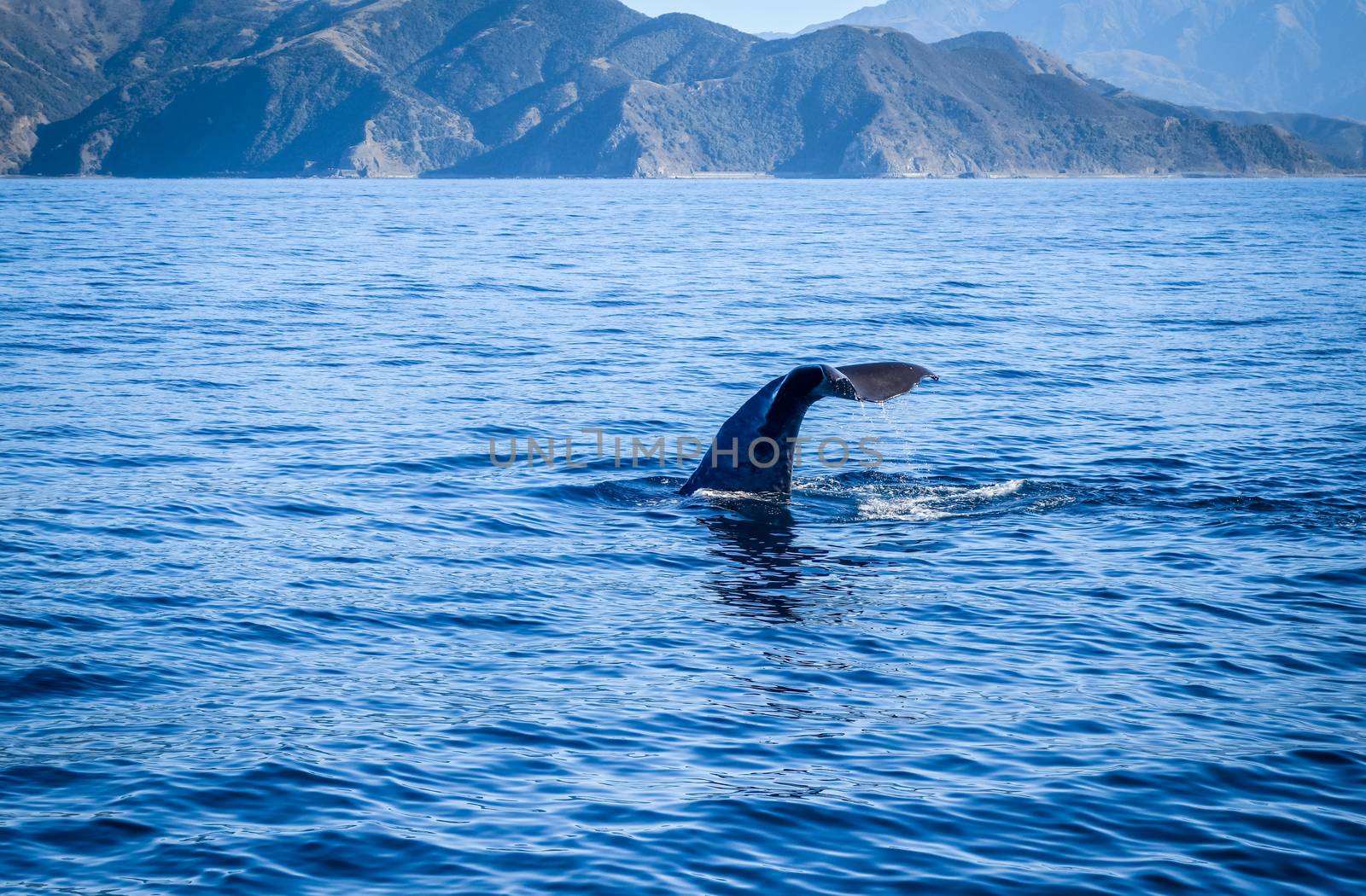 Whale in Kaikoura bay, New Zealand by daboost