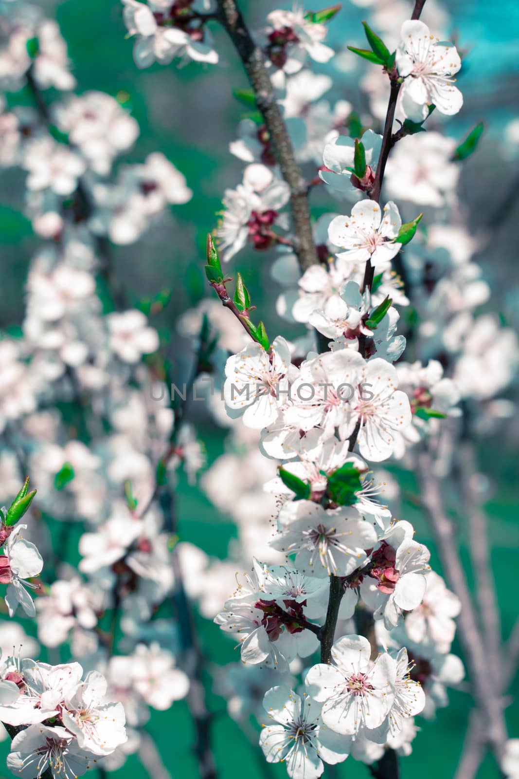 Postcard of fresh blossom flowers on spring cherry tree close-up on colourful bokeh blur background