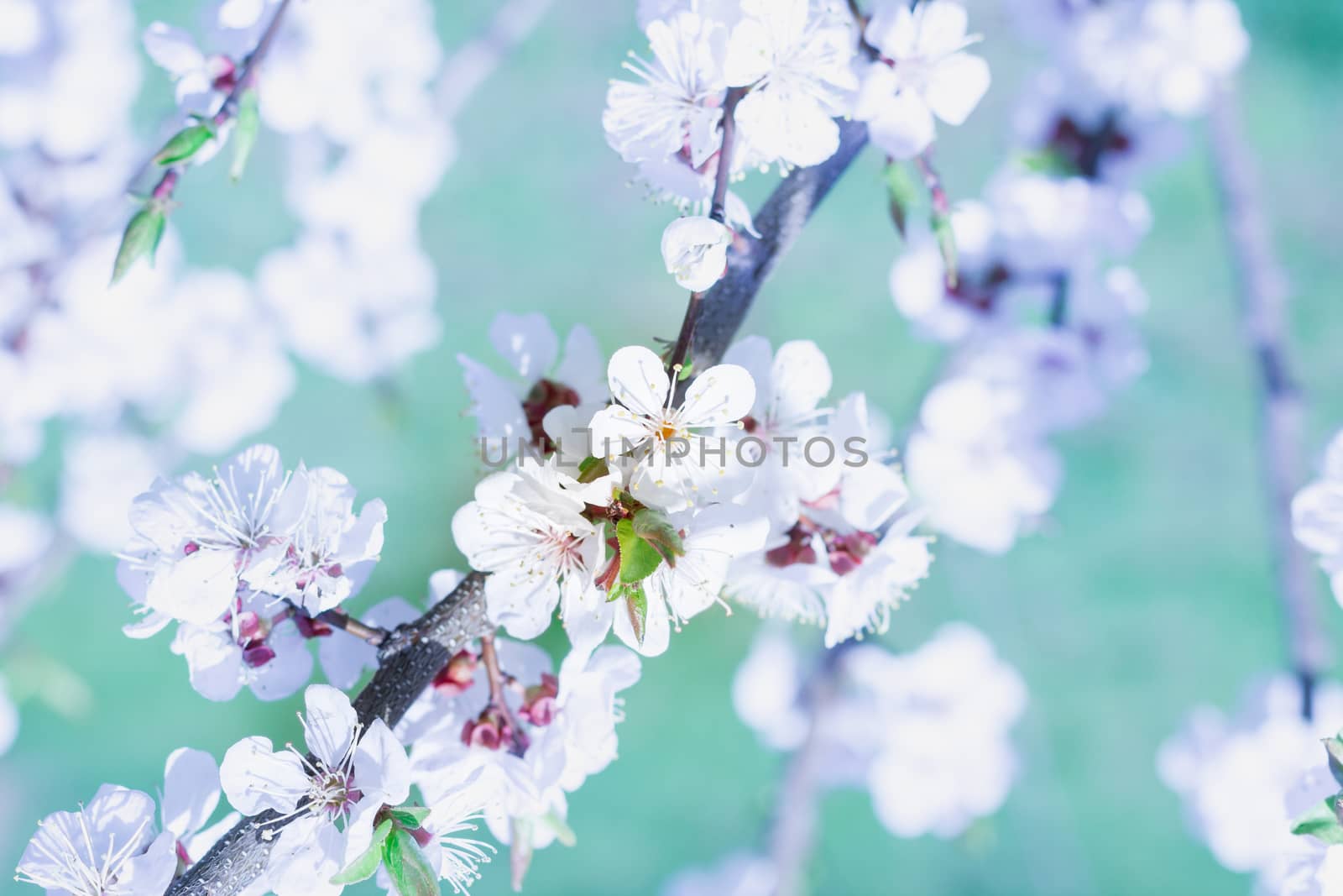 Postcard of fresh blossom flowers on spring cherry tree close-up on colourful bokeh blur background