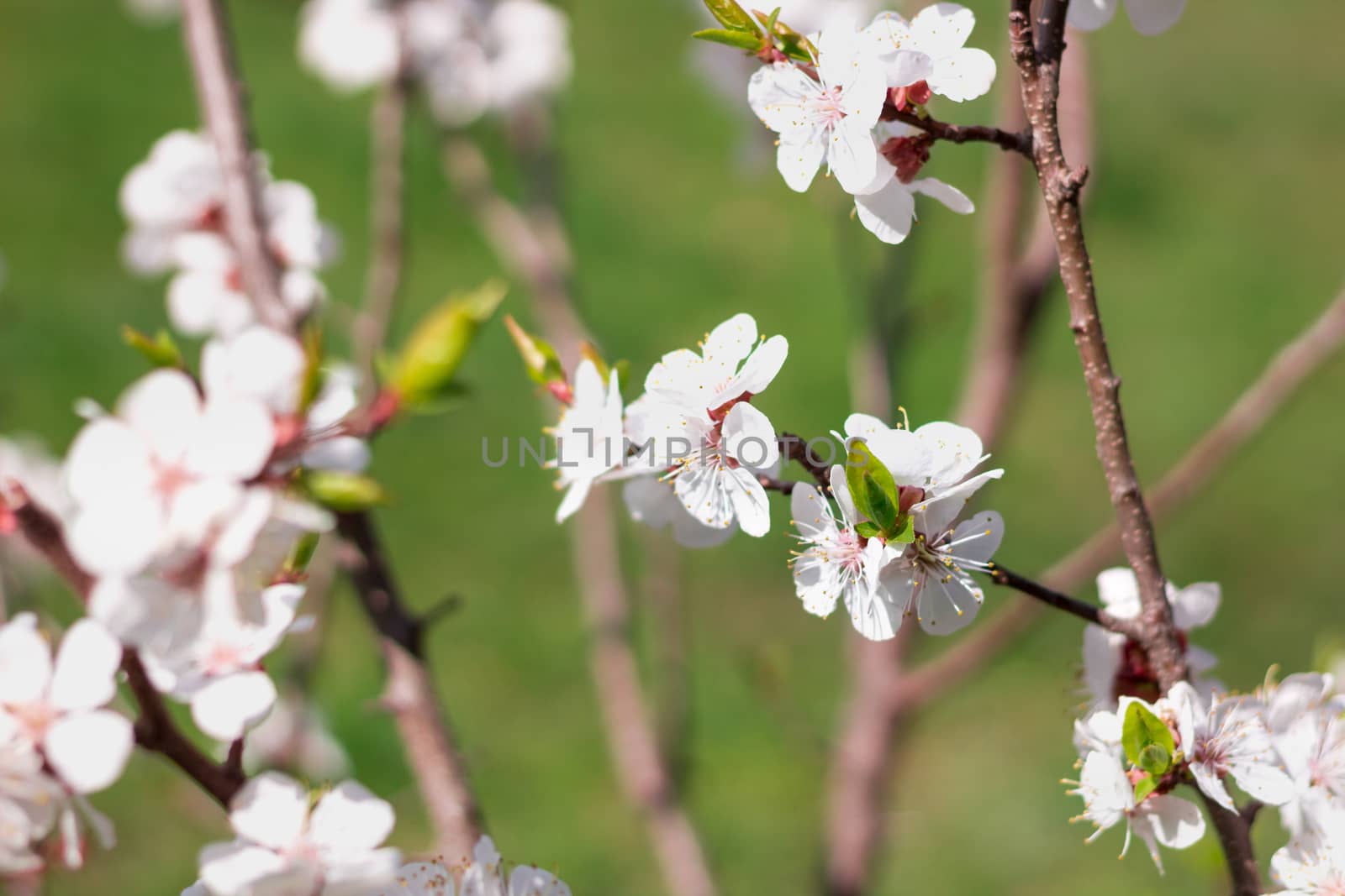 Postcard of fresh blossom flowers on spring cherry tree close-up on colourful bokeh blur background