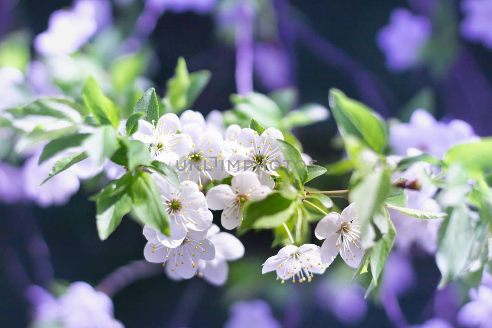 Postcard of fresh blossom flowers on spring cherry tree close-up on colourful bokeh blur background