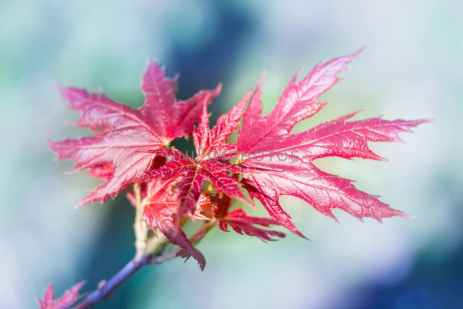 Postcard of fresh new red leaves of spring maple close-up on colourful bokeh background