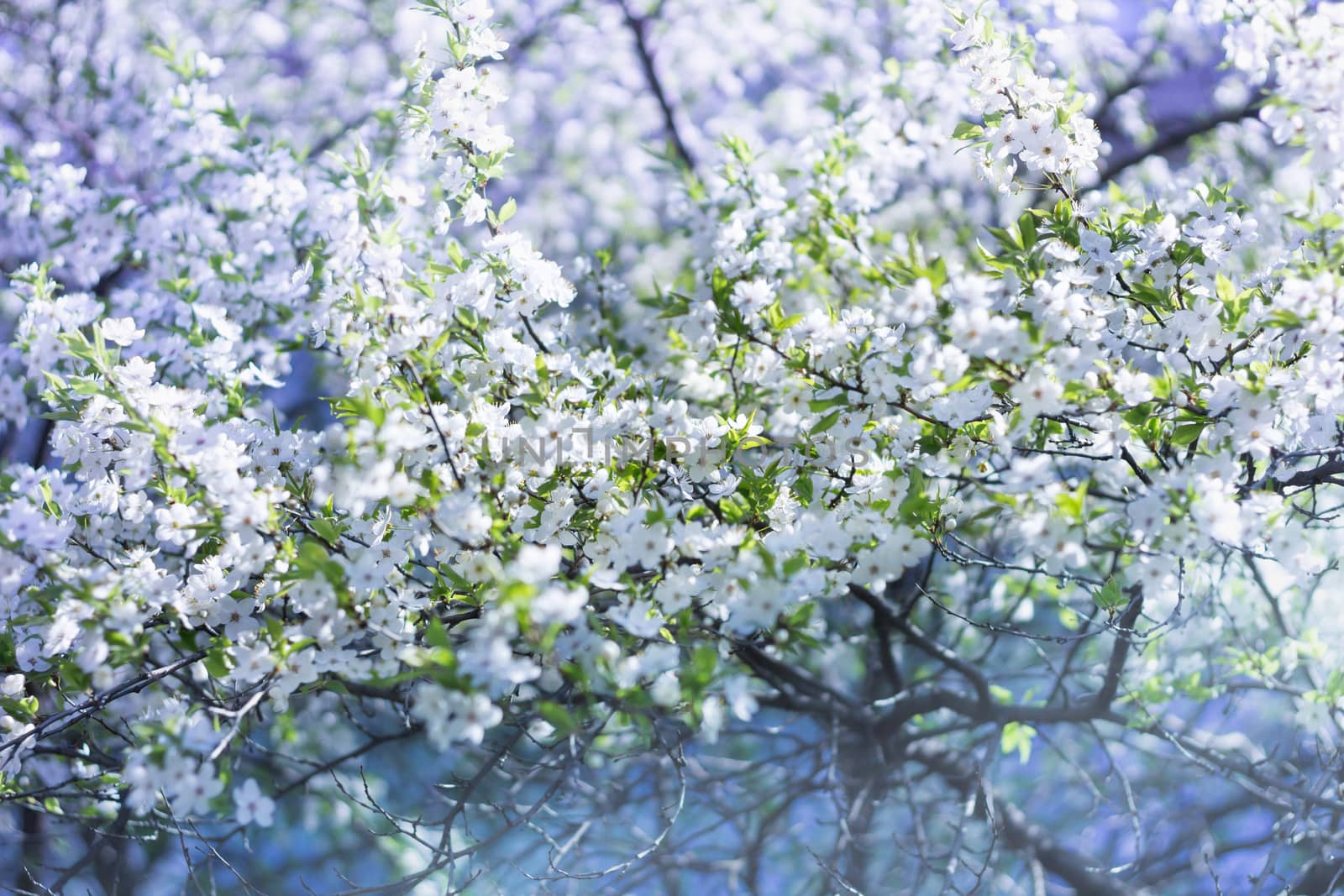 Blossom flowering cherry tree branches on spring colourful background