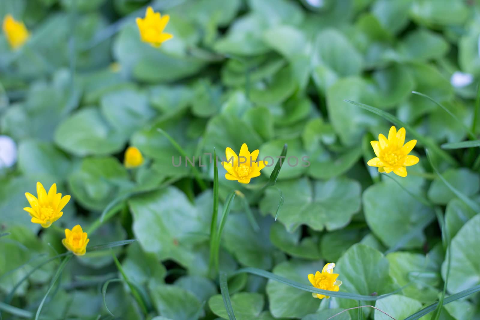 Yellow spring blossom flowers on green grass leaves background