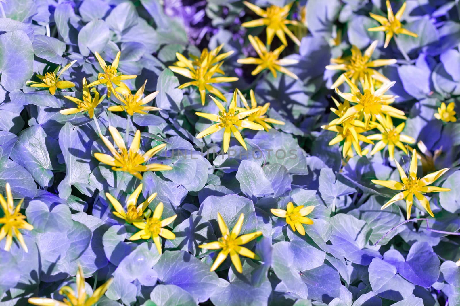 Yellow spring blossom flowers on purple grass leaves background