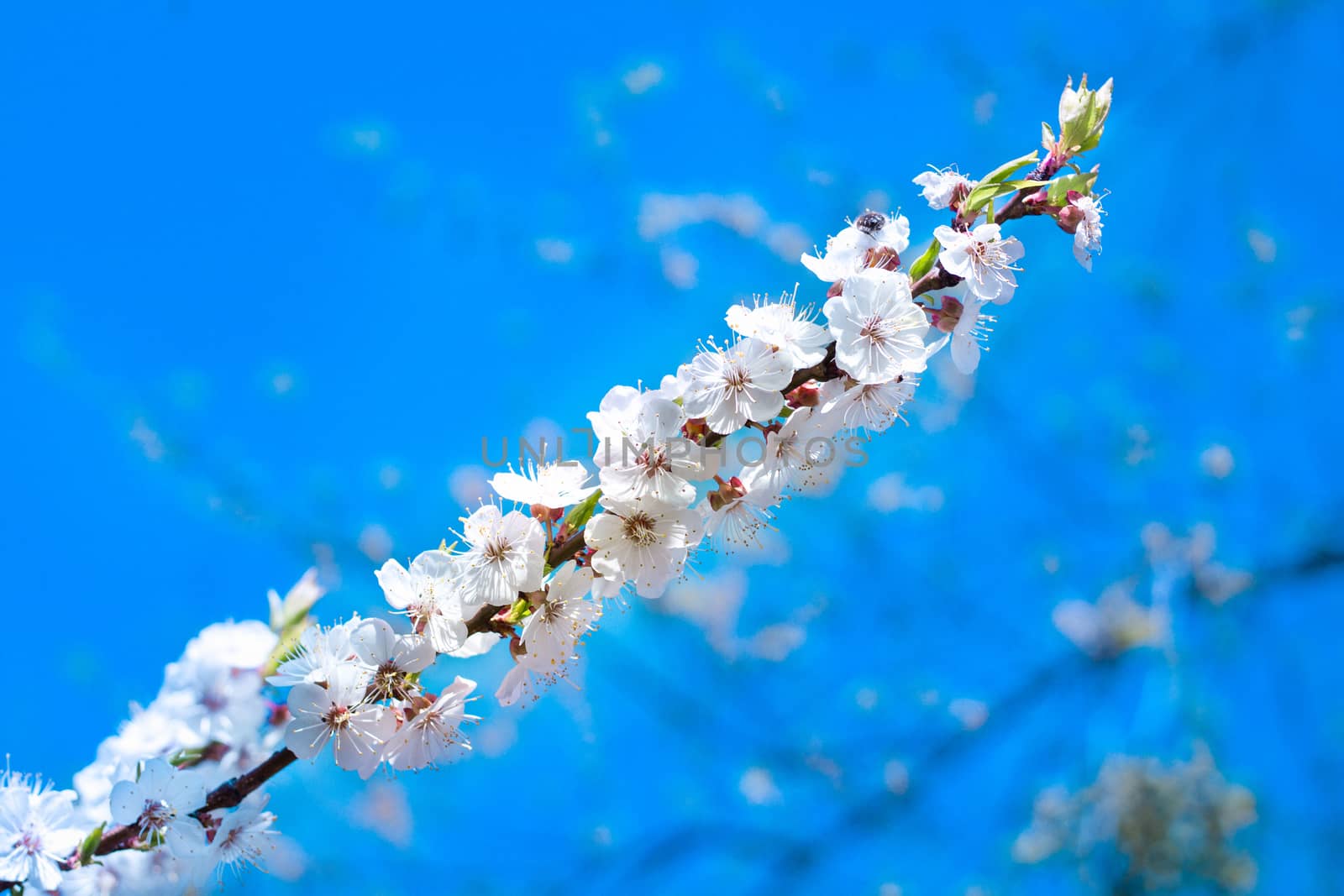 Postcard of fresh blossom flowers on spring cherry tree close-up on colourful bokeh blur background