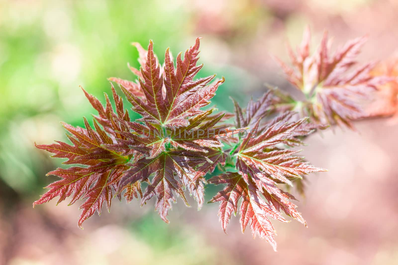 Postcard of fresh new red leaves of spring maple close-up on colourful bokeh background