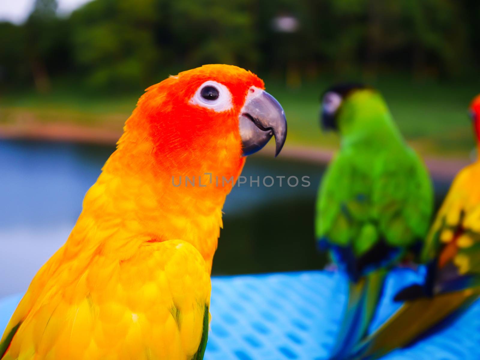 Close up yellow parrot on blur background
