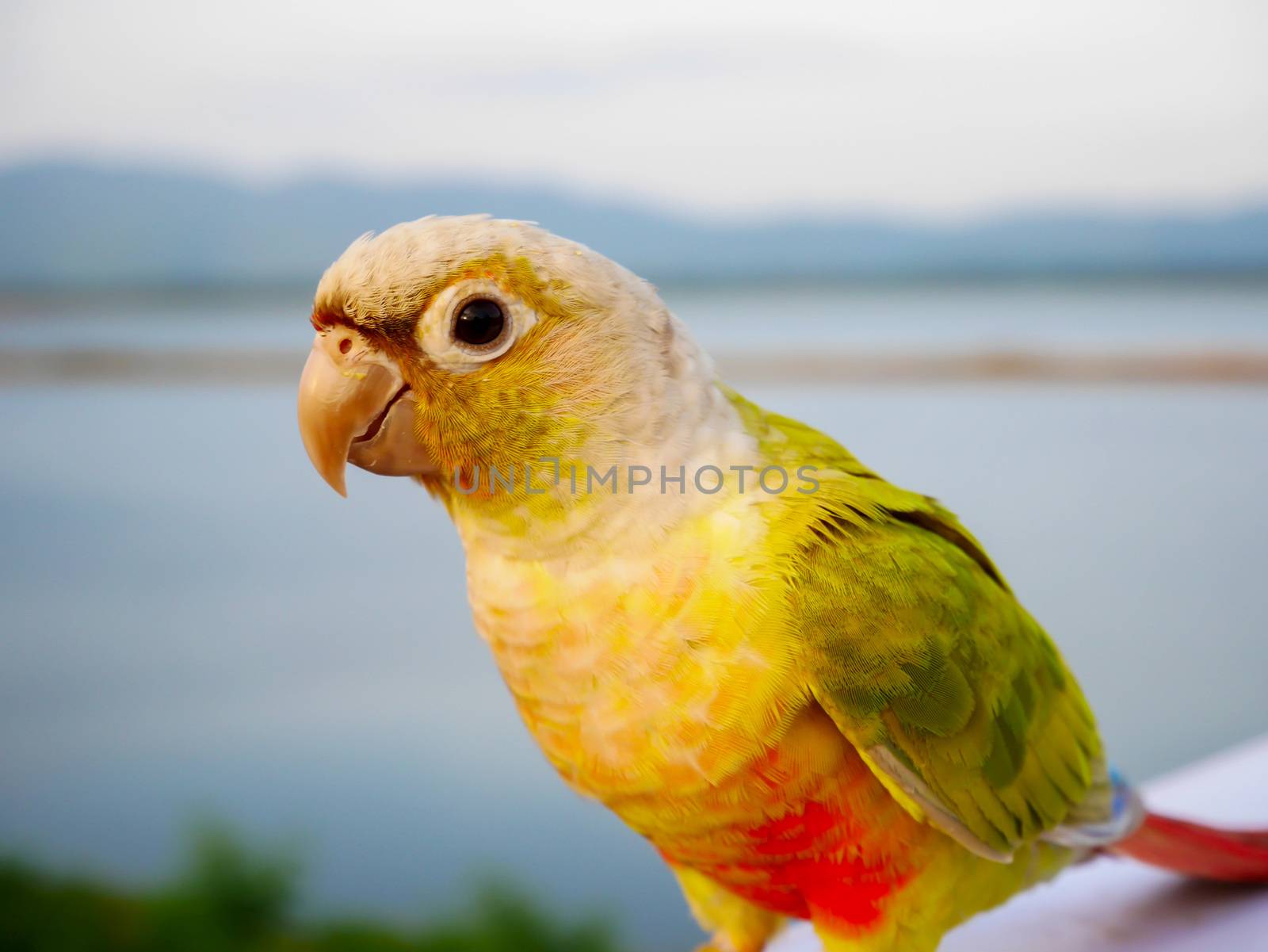 Focus beautiful colorful parrot on blur background