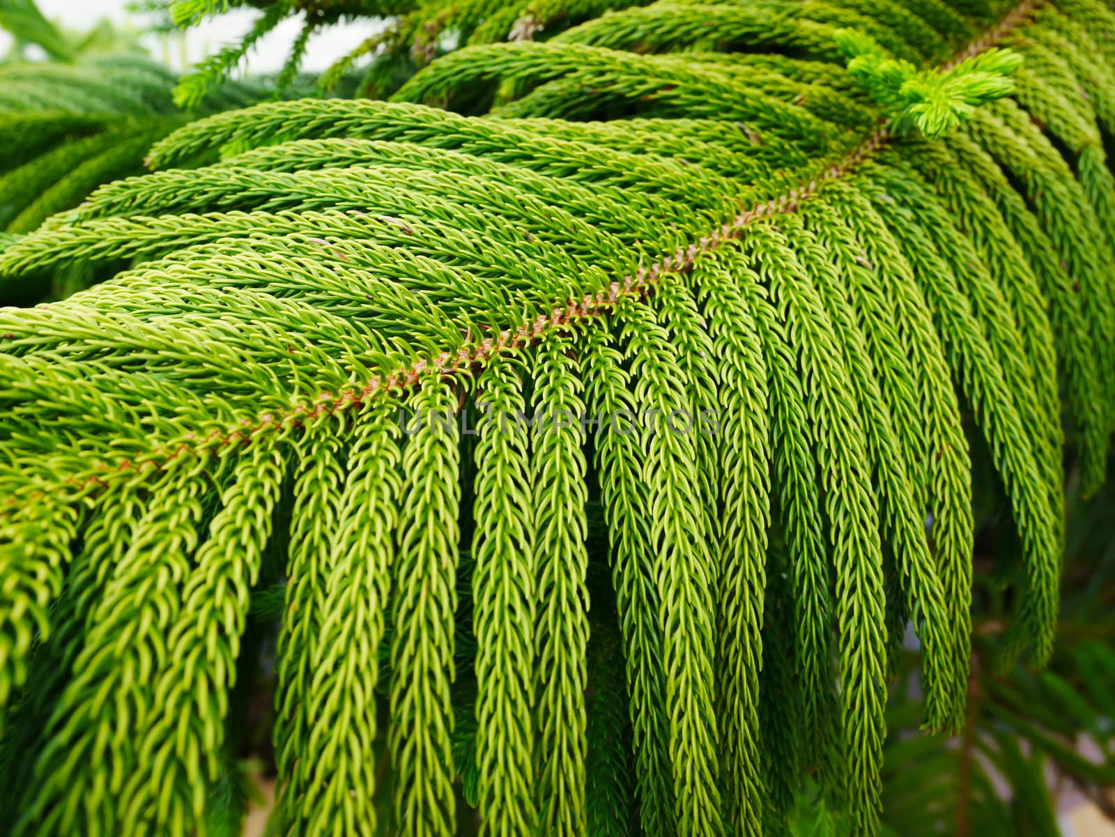 Close up green leaf in garden