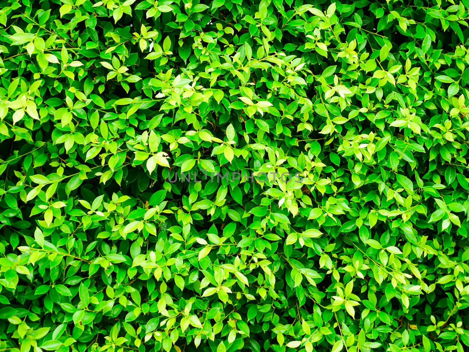 Fresh green leaf background