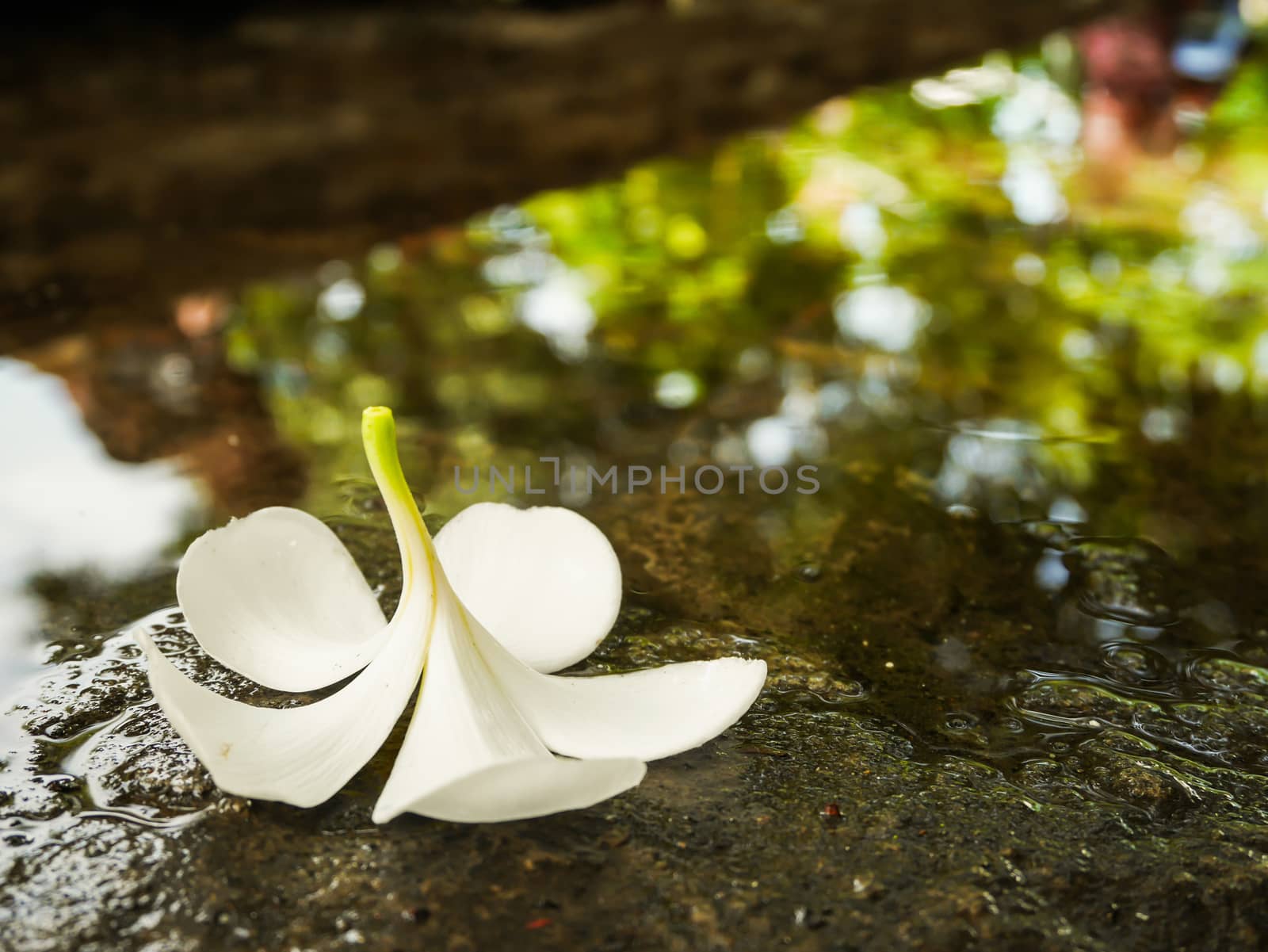 White plumeria flower fall on wet floor with copy space