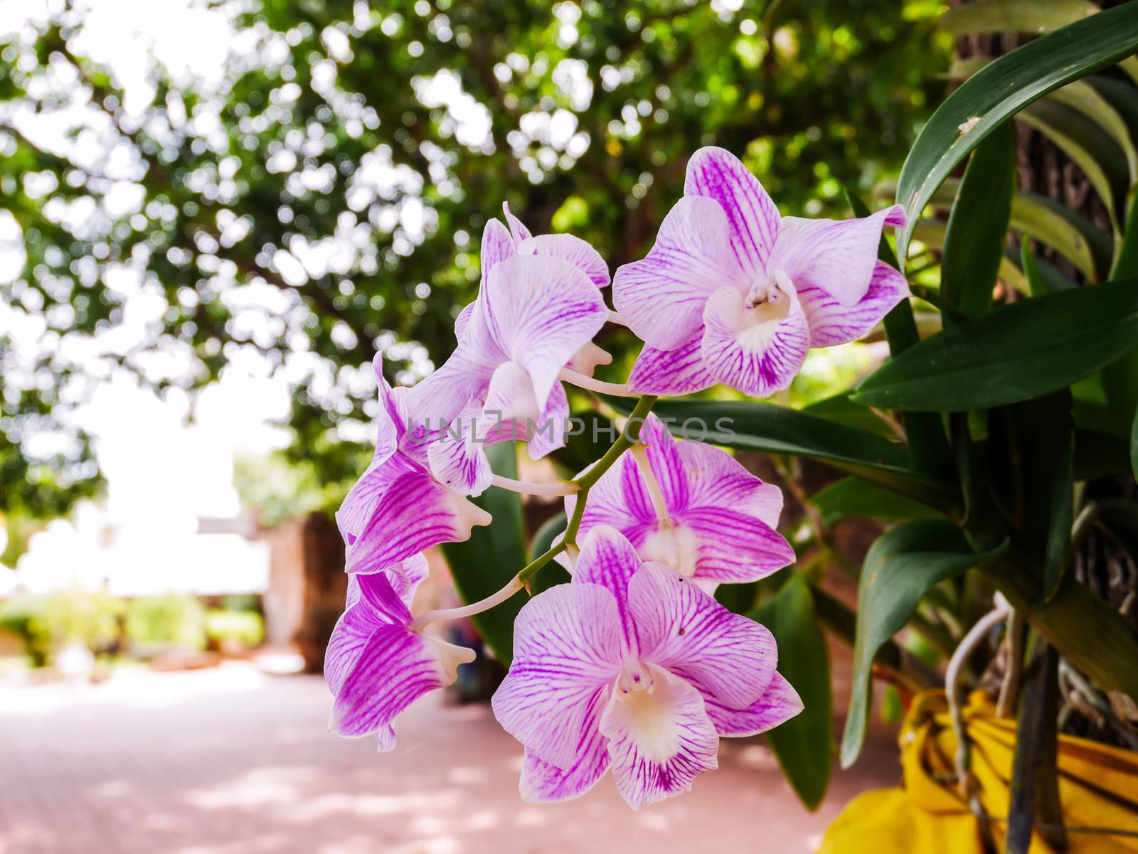 Close up purple orchid flower on blur background with copy space