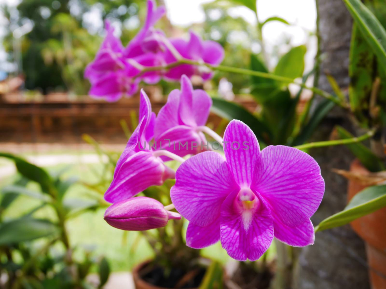 Close up purple orchid flower on blur background with copy space