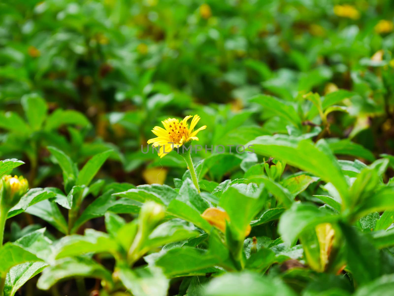 CLose up yellow daisy flower on blur background