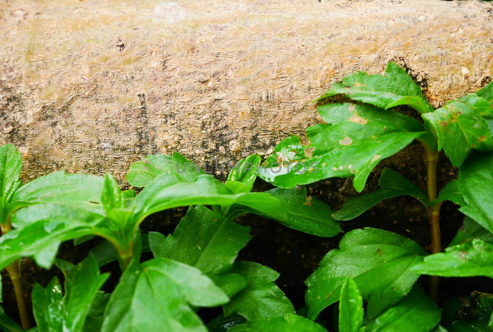 Selective focus green leaf on old tree background with copy space