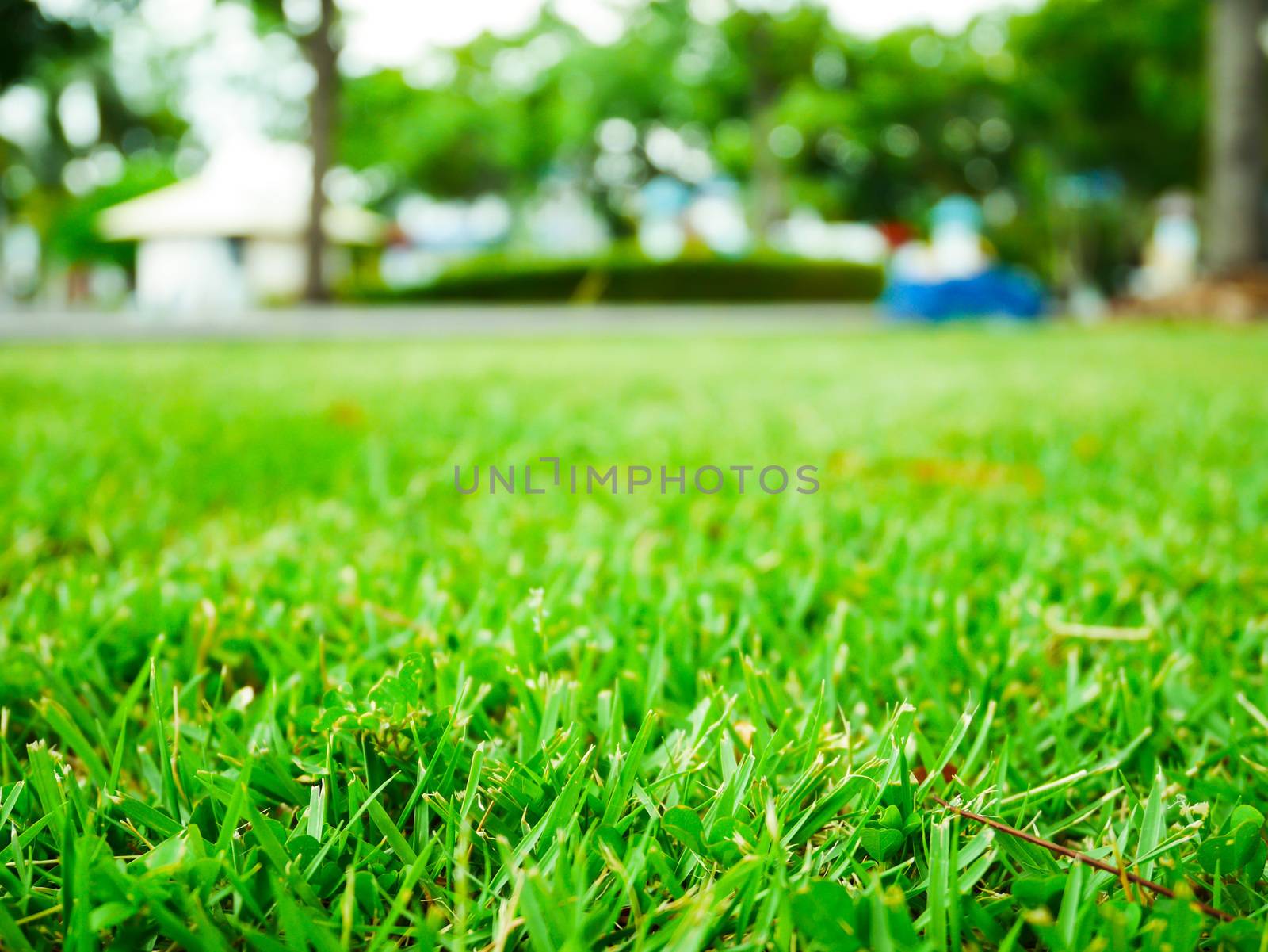 Close up green grass by korawig