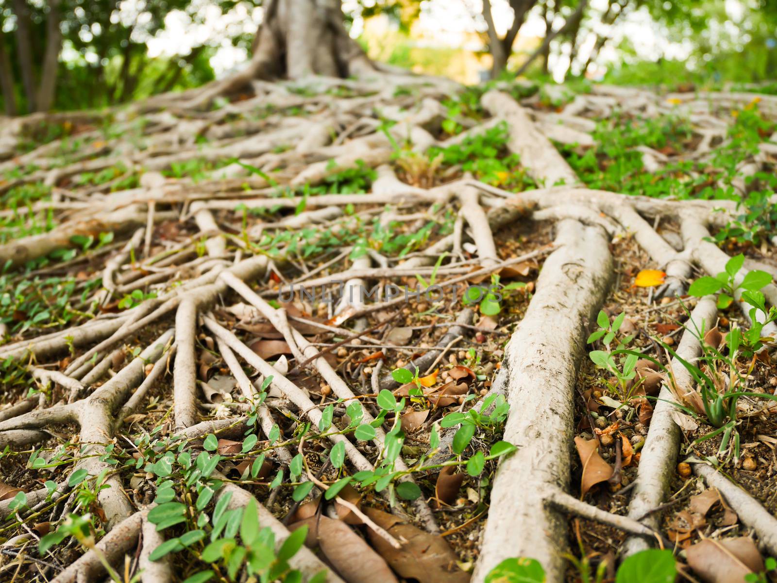 Close up many root web under the tree and blur background