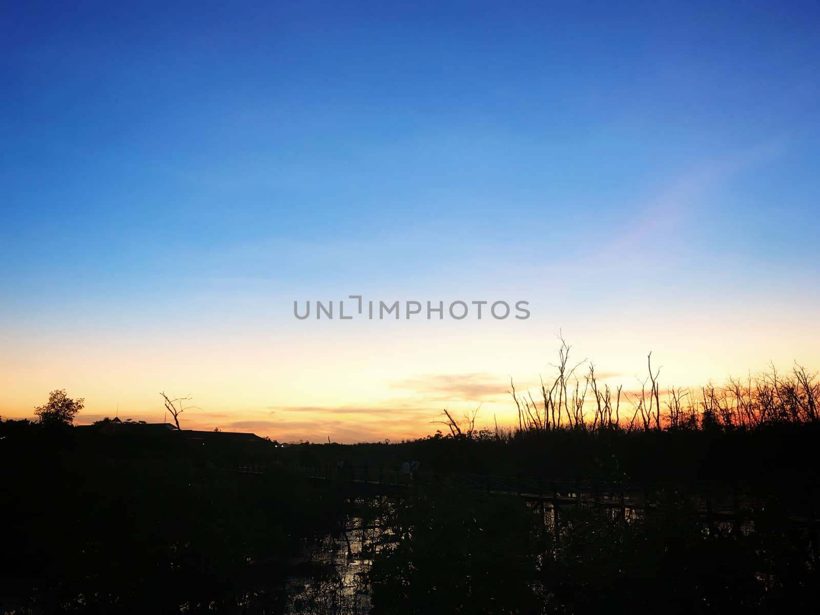 Beautiul sunset and silhouette mangrove forest by korawig