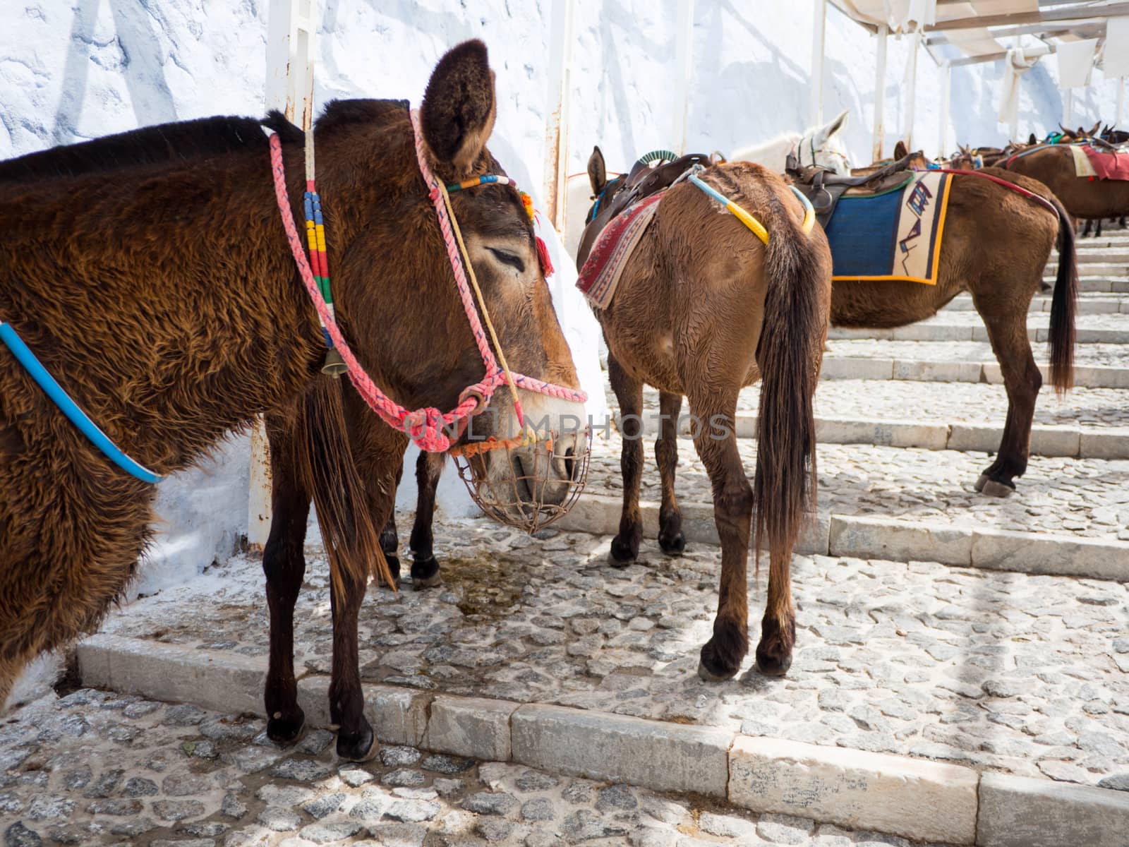 The donkeys of Santorini island in Cyclades used for transportation, Greece