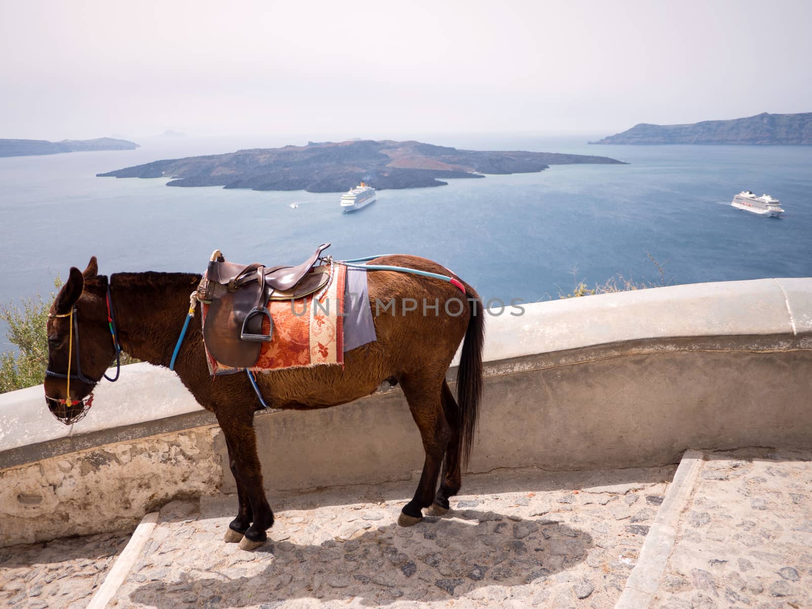 The donkeys of Santorini island in Cyclades used for transportation, Greece