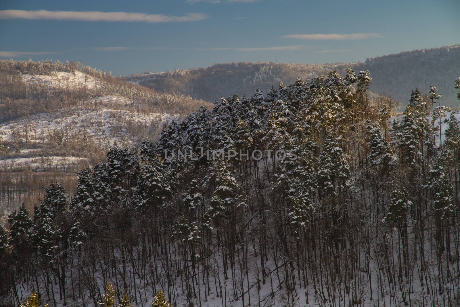 Beautiful winter landscape in the forest. Sunset