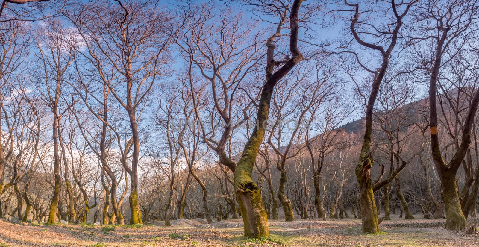 Big trees in a forest with fallen leaves in Helmos mountain