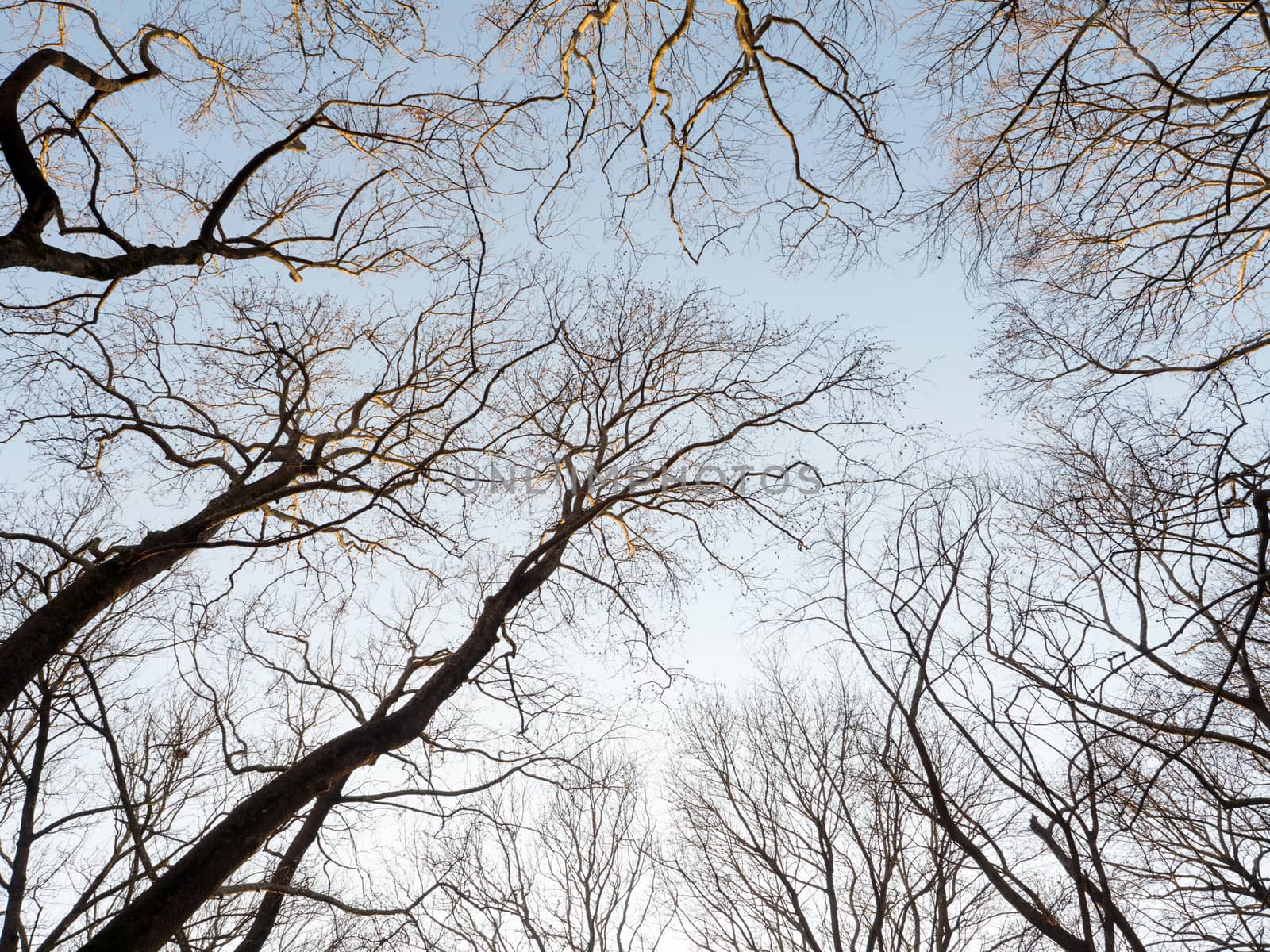 Big trees in a forest with fallen leaves in Helmos mountain