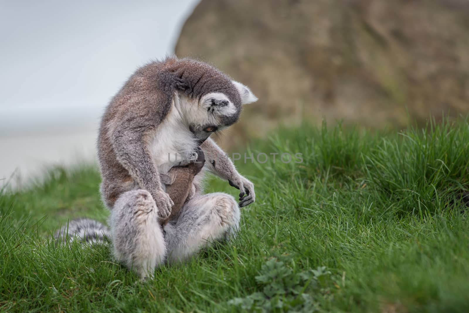 Ring-tailed lemur and baby by alan_tunnicliffe