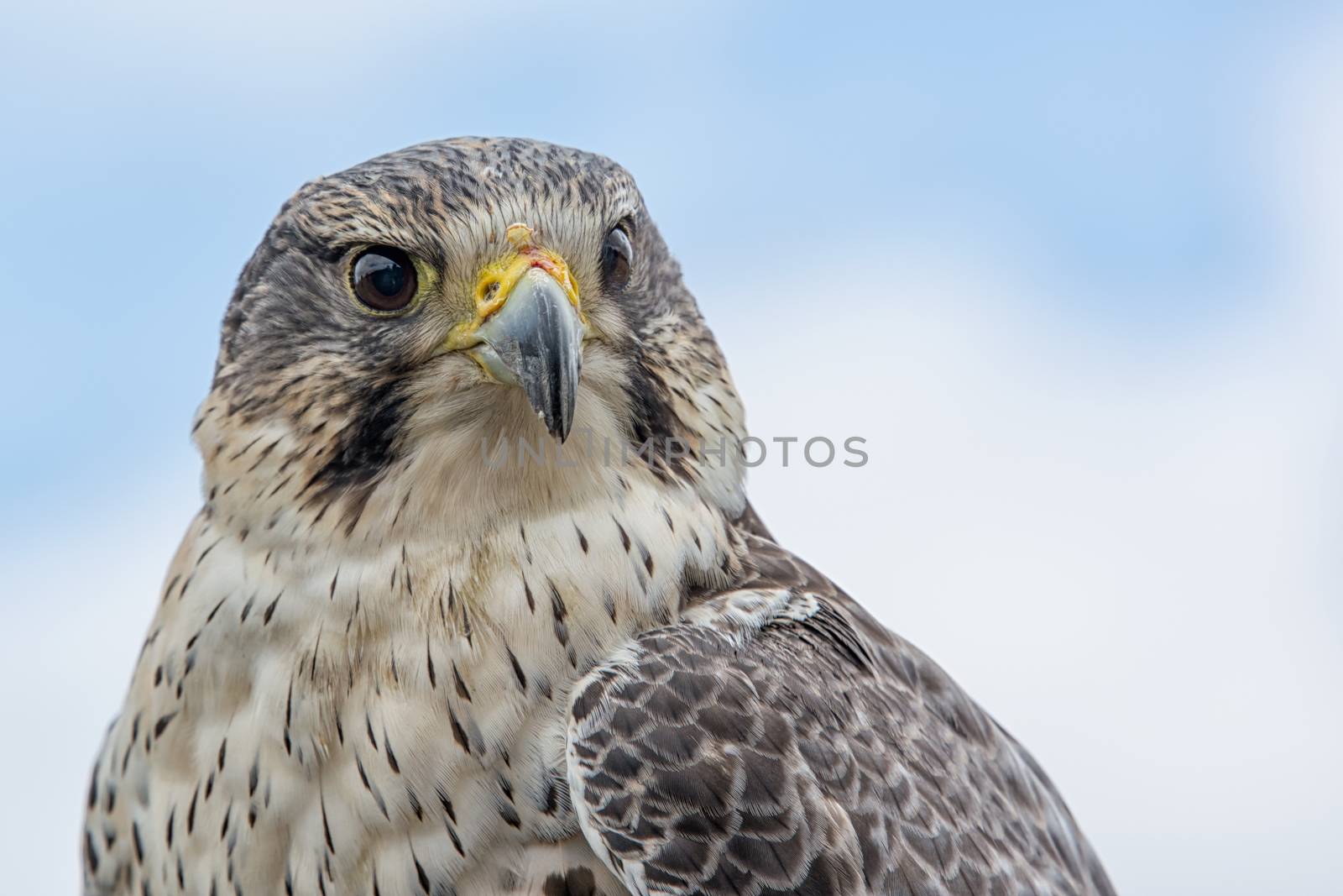 Close up photograph looking slightly up of the portrait of a saker hybrid falcon with the sky in the background