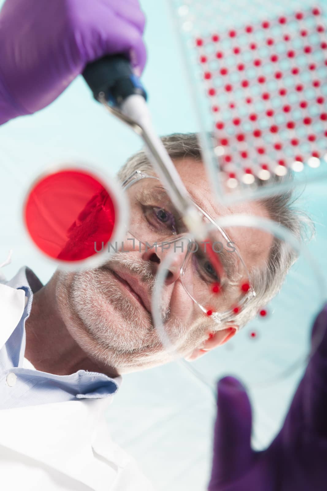 Focused senior life science professional grafting bacteria in the pettri dishes. Lens focus on the agar plate.