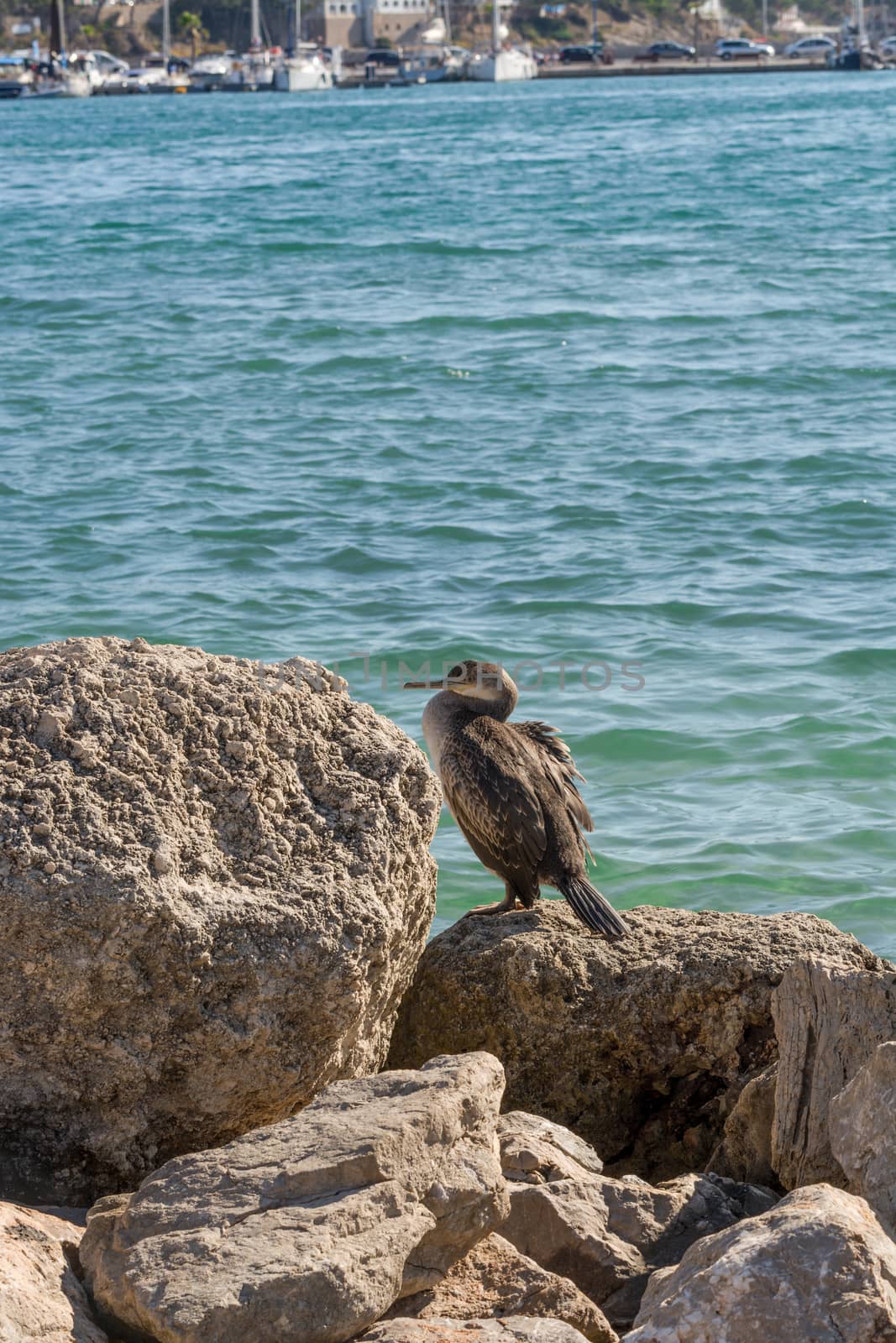 Seagull with brown plumage      by JFsPic