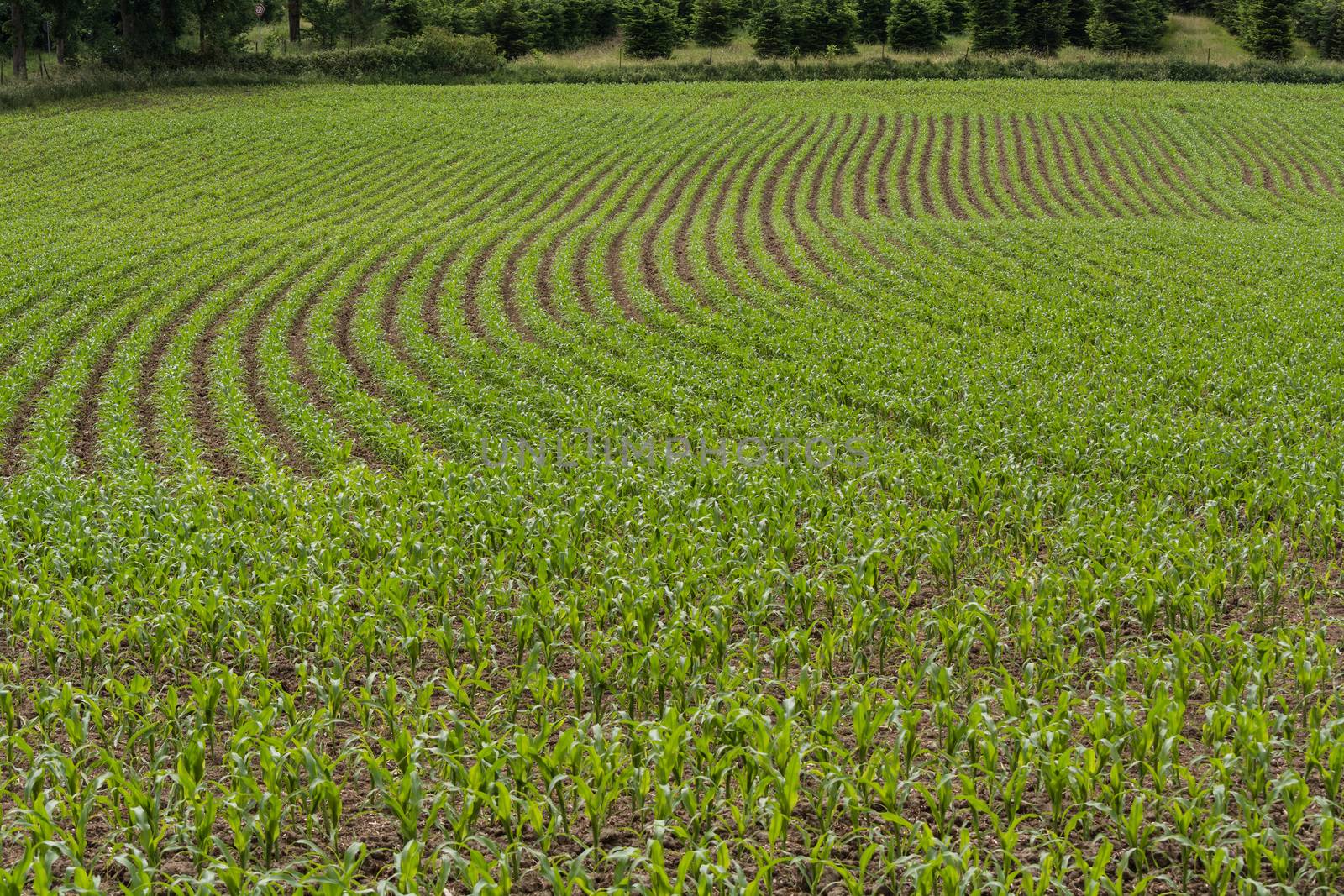 Rows of corn seedlings on a field in Germany.