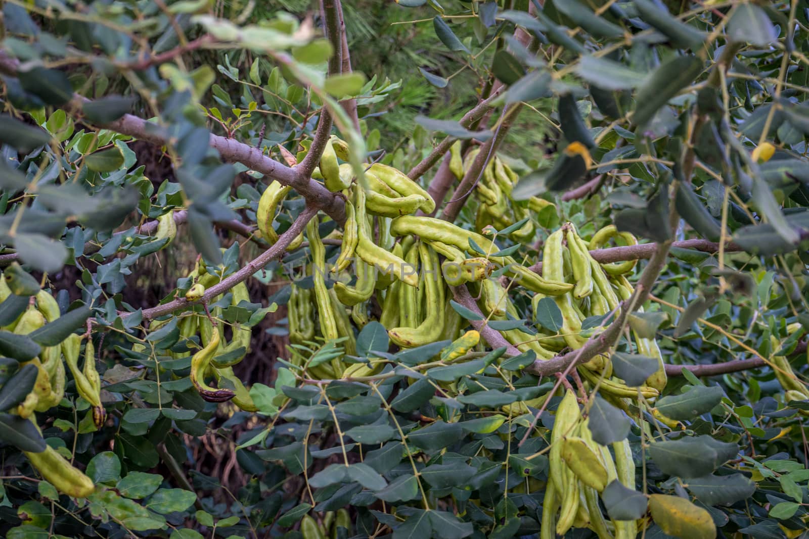 light green fauna in Malaga, Spain, Europe by ramana16