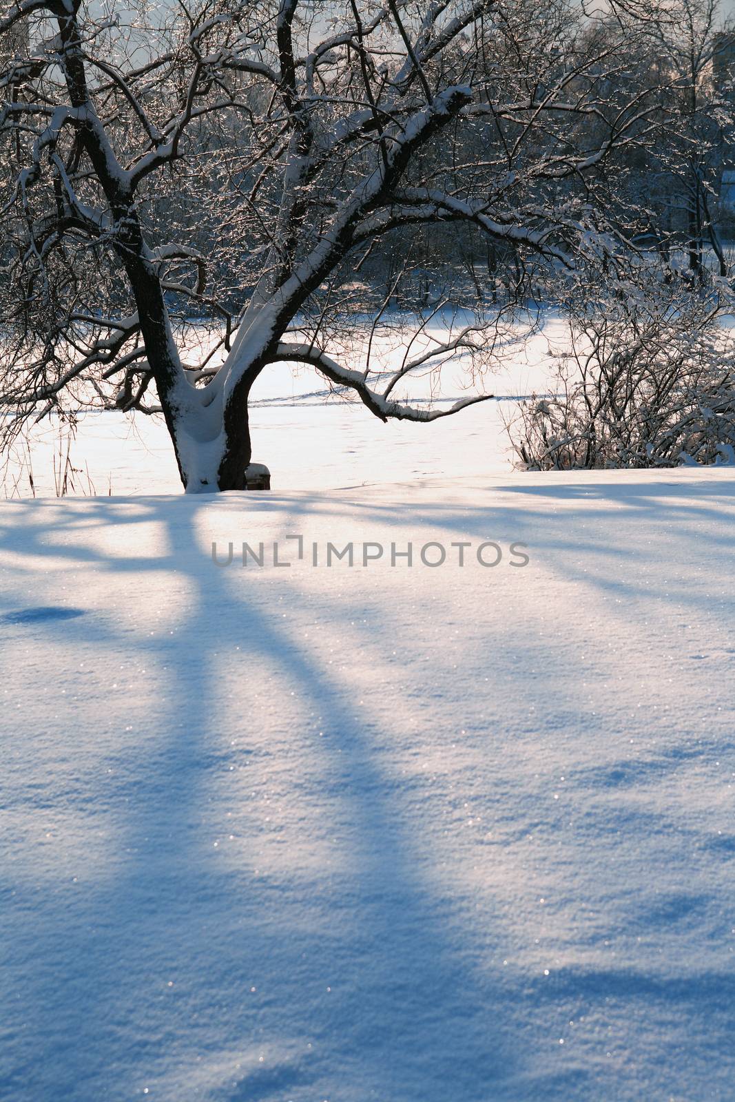 Winter background with branch tree under snow against blue sky