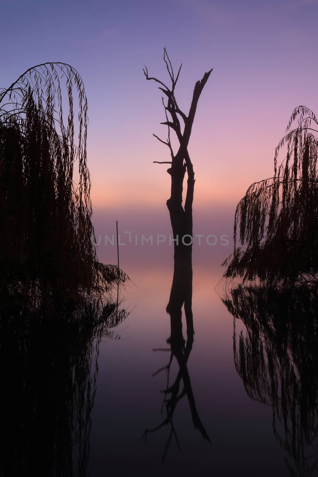 Foggy silhouetted trees on he lake at sunrise by lovleah